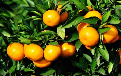 尚普咨询：进口柑橘产品进入中国市场分析咨询案例
