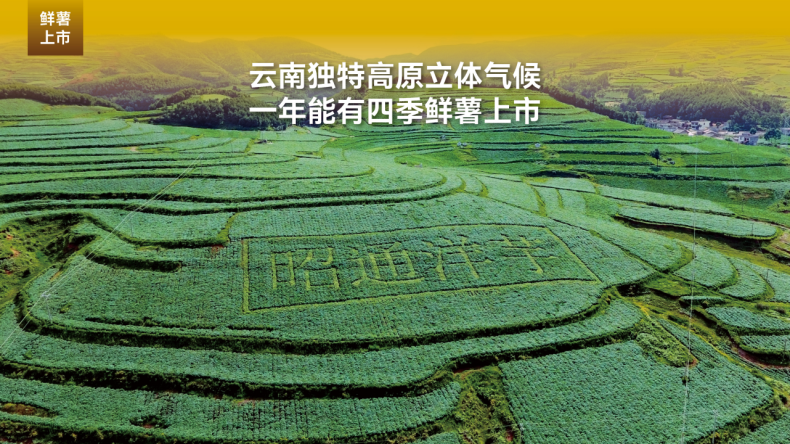 市场地位声明:噜咪啦 云贵薯片开创者,云贵薯片全国销量第一